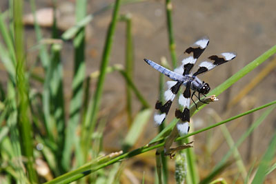 Dragonfly Elkgrove pond